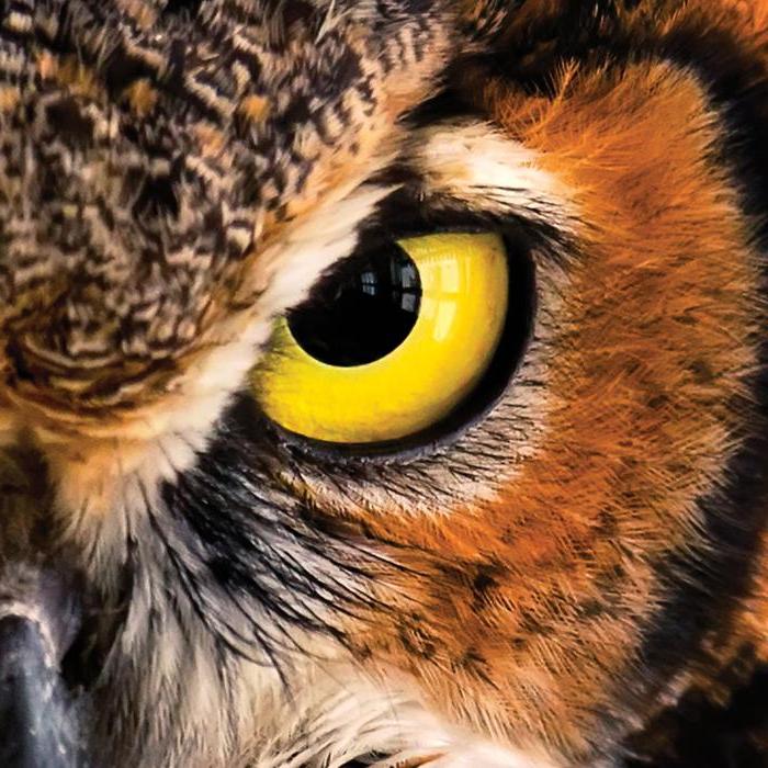 国际猫头鹰中心国际猫头鹰中心一只猫头鹰的黄色眼睛的彩色特写照片