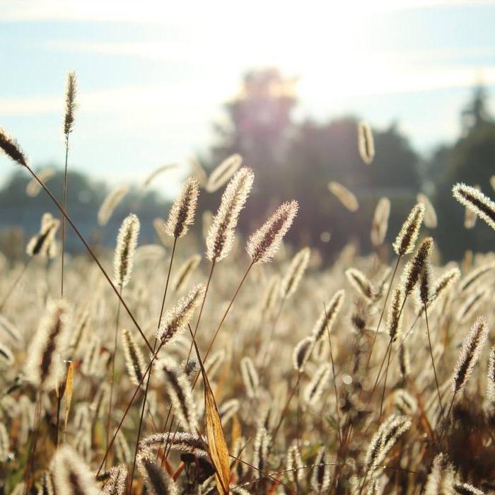 Closeup color photo of meadow grass, with blue sky and late-day sun in the background