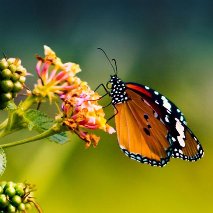 努力2茁壮成长的全彩色帝王蝶栖息在一朵花上