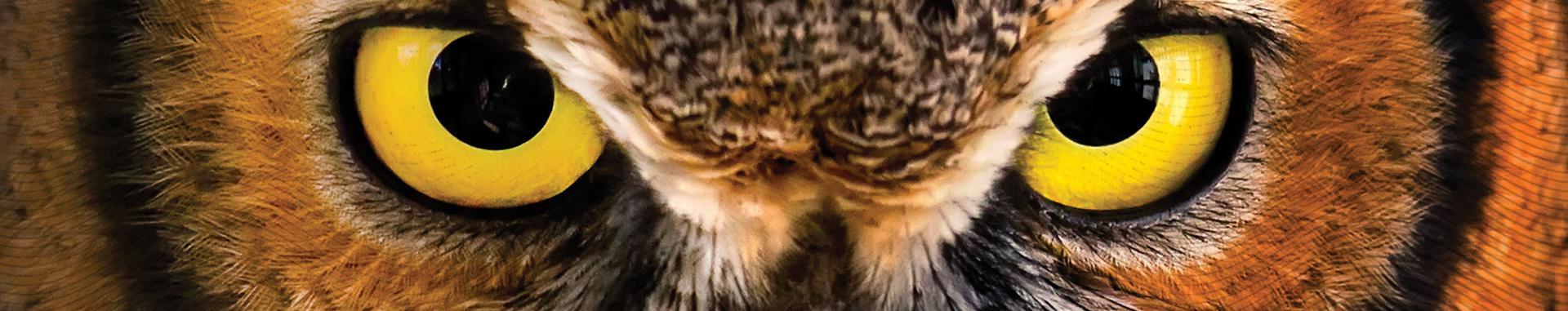 猫头鹰黄色眼睛的全景彩色特写图像. 另一张国际猫头鹰中心的水平切片照片.