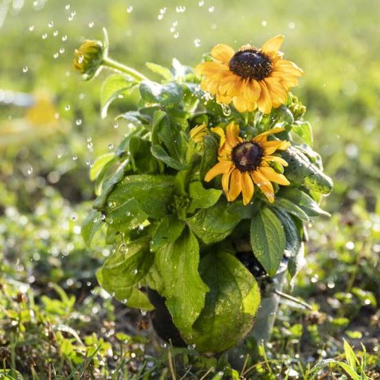 Sunflowers being watered